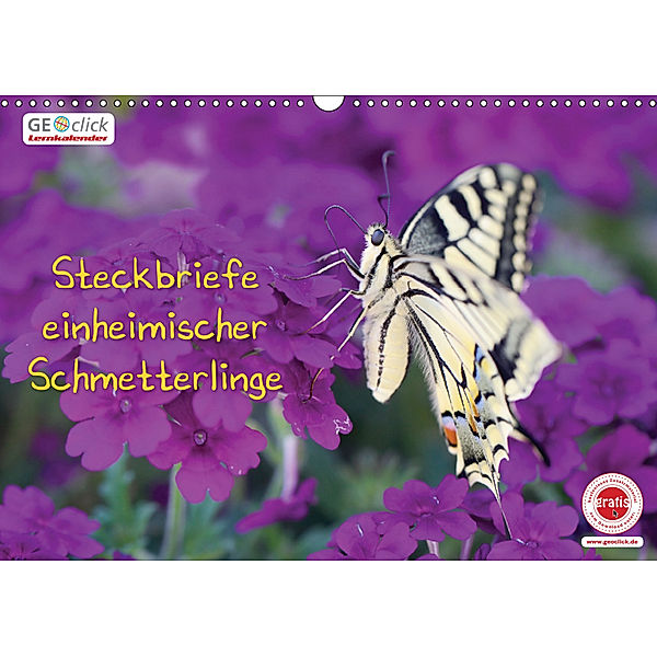 GEOclick Lernkalender: Steckbriefe einheimischer Schmetterlinge (Wandkalender 2019 DIN A3 quer), Klaus Feske