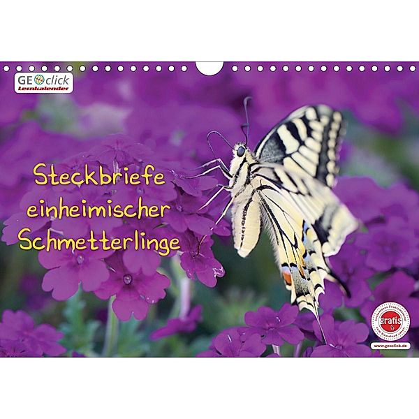 GEOclick Lernkalender: Steckbriefe einheimischer Schmetterlinge (Wandkalender 2021 DIN A4 quer), Klaus Feske