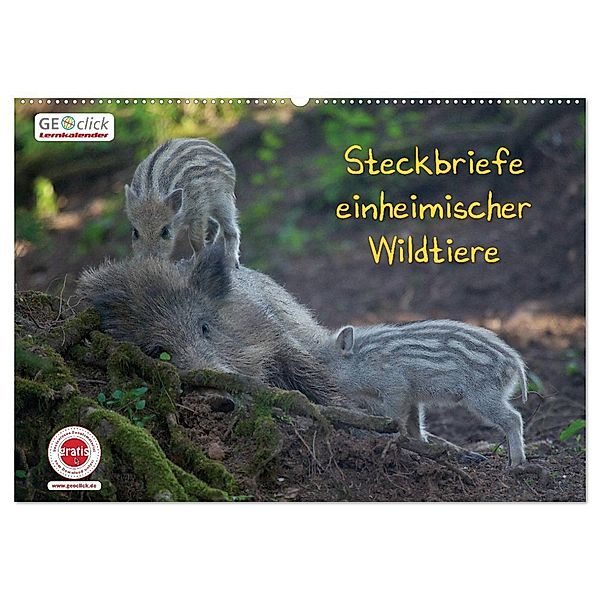 GEOclick Lernkalender: Steckbriefe einheimischer Wildtiere (Wandkalender 2024 DIN A2 quer), CALVENDO Monatskalender, Klaus Feske