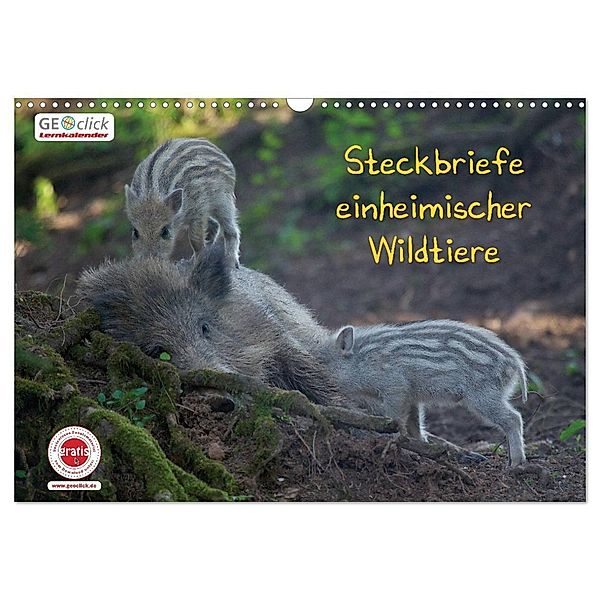 GEOclick Lernkalender: Steckbriefe einheimischer Wildtiere (Wandkalender 2024 DIN A3 quer), CALVENDO Monatskalender, Klaus Feske