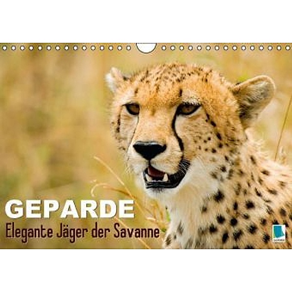Geparde - Elegante Jäger der Savanne (Wandkalender 2016 DIN A4 quer), Calvendo