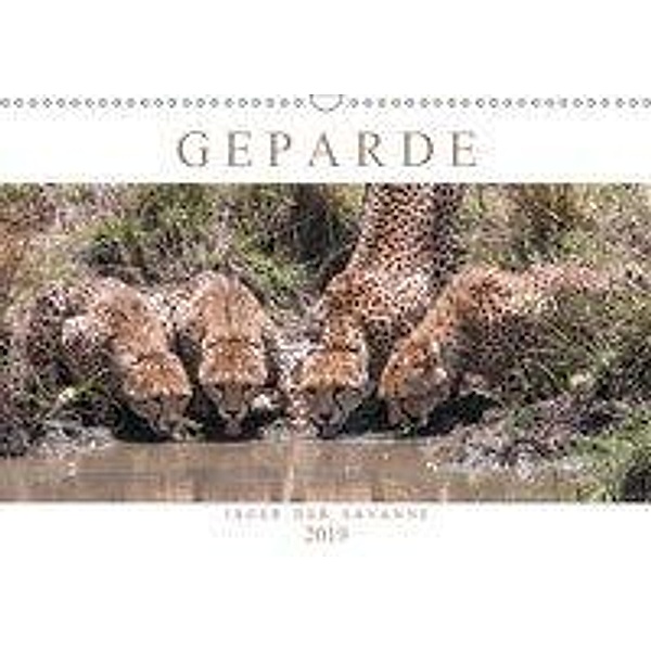Geparde - Jäger der Savanne (Wandkalender 2019 DIN A3 quer), Andreas Lippmann
