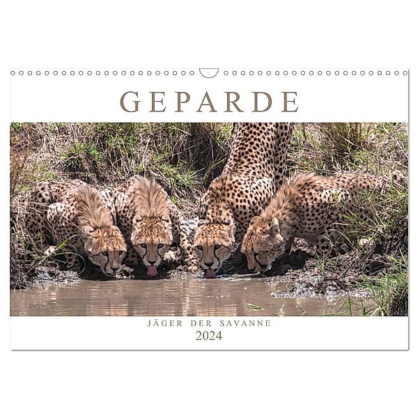 Geparde - Jäger der Savanne (Wandkalender 2024 DIN A3 quer), CALVENDO Monatskalender, Andreas Lippmann