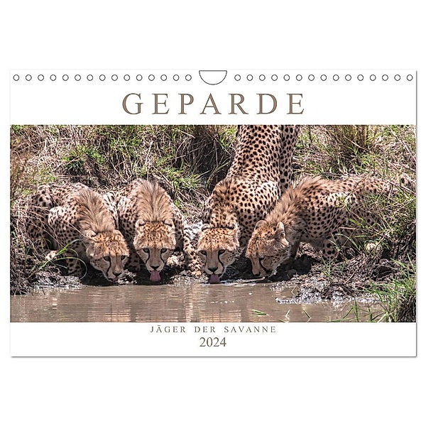 Geparde - Jäger der Savanne (Wandkalender 2024 DIN A4 quer), CALVENDO Monatskalender, Andreas Lippmann