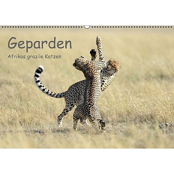 Geparden - Afrikas grazile Katzen (Wandkalender immerwährend DIN A2 quer), Thorsten Jürs