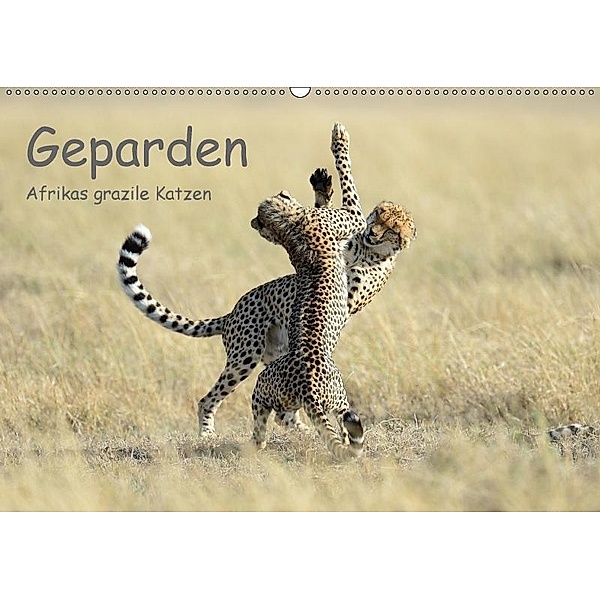 Geparden - Afrikas grazile Katzen (Wandkalender 2017 DIN A2 quer), Thorsten Jürs