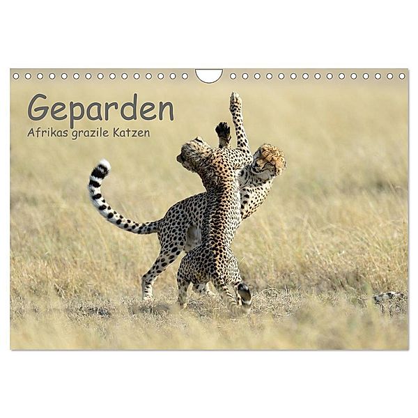 Geparden - Afrikas grazile Katzen (Wandkalender 2024 DIN A4 quer), CALVENDO Monatskalender, Thorsten Jürs