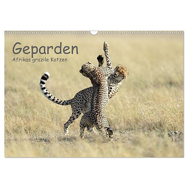 Geparden - Afrikas grazile Katzen (Wandkalender 2024 DIN A3 quer), CALVENDO Monatskalender, Thorsten Jürs