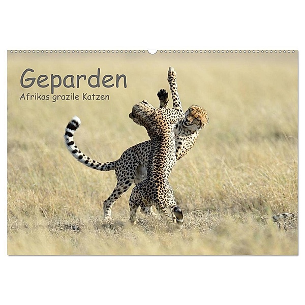 Geparden - Afrikas grazile Katzen (Wandkalender 2024 DIN A2 quer), CALVENDO Monatskalender, Thorsten Jürs