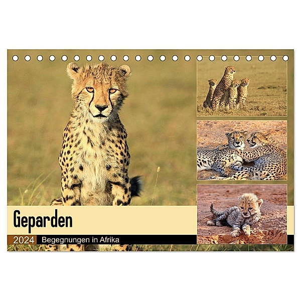 Geparden - Begegnungen in Afrika (Tischkalender 2024 DIN A5 quer), CALVENDO Monatskalender, Michael Herzog