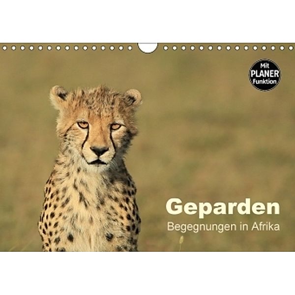 Geparden - Begegnungen in Afrika (Wandkalender 2017 DIN A4 quer), Michael Herzog