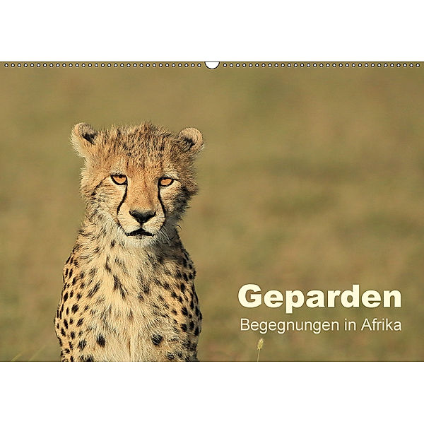 Geparden - Begegnungen in Afrika (Wandkalender 2018 DIN A2 quer) Dieser erfolgreiche Kalender wurde dieses Jahr mit glei, Michael Herzog