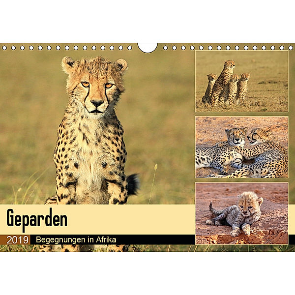 Geparden - Begegnungen in Afrika (Wandkalender 2019 DIN A4 quer), Michael Herzog