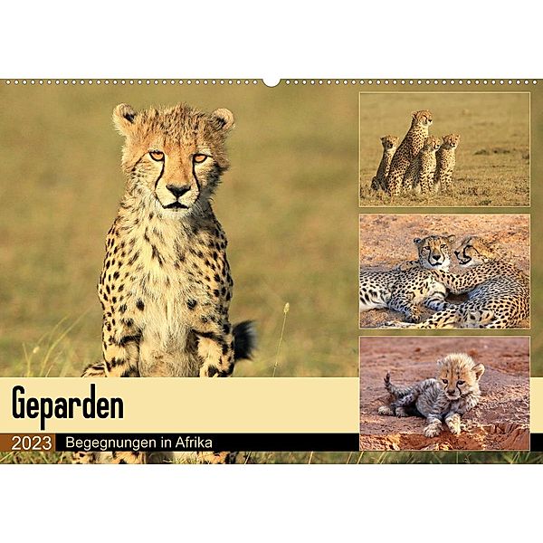 Geparden - Begegnungen in Afrika (Wandkalender 2023 DIN A2 quer), Michael Herzog