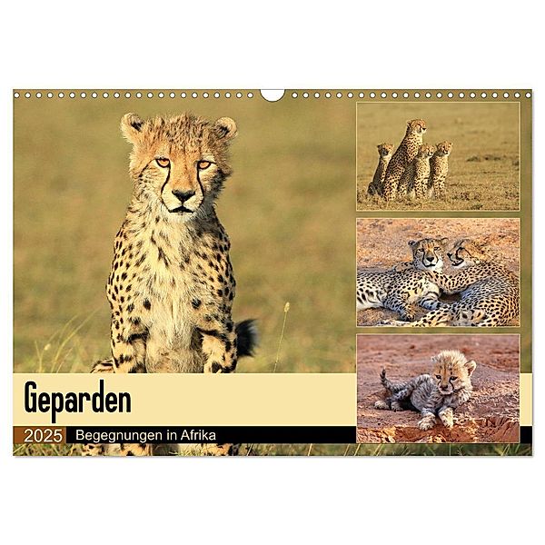 Geparden - Begegnungen in Afrika (Wandkalender 2025 DIN A3 quer), CALVENDO Monatskalender, Calvendo, Michael Herzog