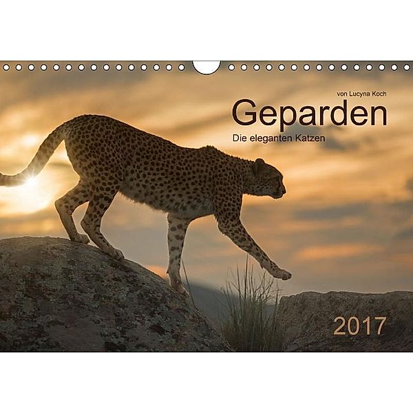 Geparden. Die eleganten Katzen. (Wandkalender 2017 DIN A4 quer), Lucyna Koch