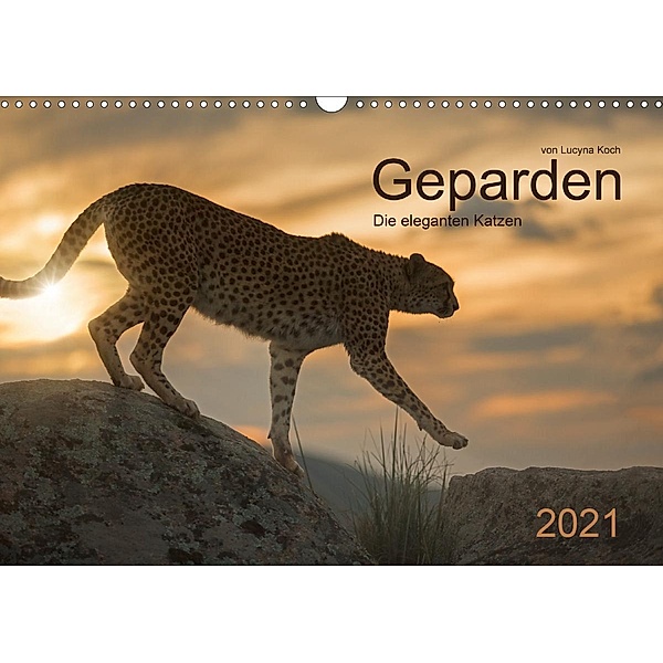 Geparden. Die eleganten Katzen. (Wandkalender 2021 DIN A3 quer), Lucyna Koch