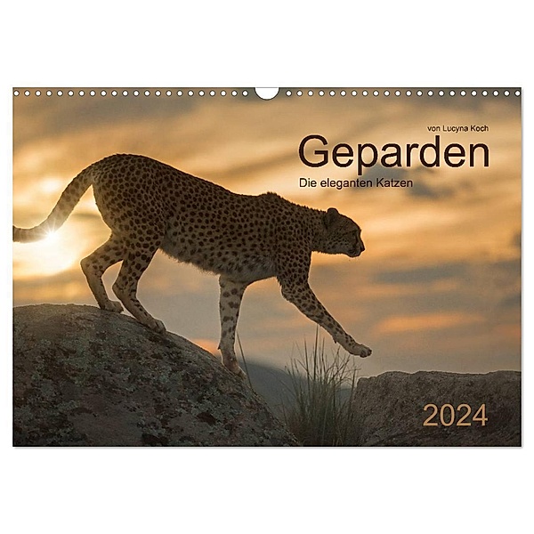 Geparden. Die eleganten Katzen. (Wandkalender 2024 DIN A3 quer), CALVENDO Monatskalender, Lucyna Koch