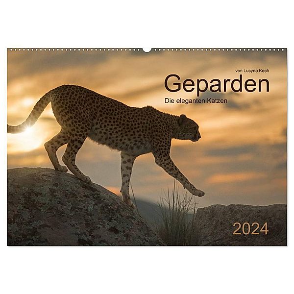 Geparden. Die eleganten Katzen. (Wandkalender 2024 DIN A2 quer), CALVENDO Monatskalender, Lucyna Koch