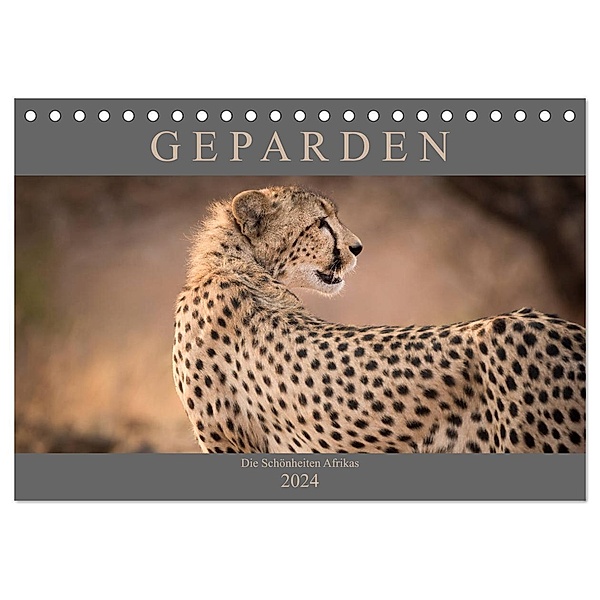 Geparden - Die Schönheiten Afrikas (Tischkalender 2024 DIN A5 quer), CALVENDO Monatskalender, Markus Pavlowsky