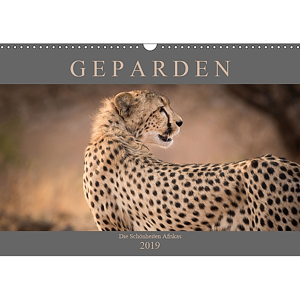 Geparden - Die Schönheiten Afrikas (Wandkalender 2019 DIN A3 quer), Markus Pavlowsky