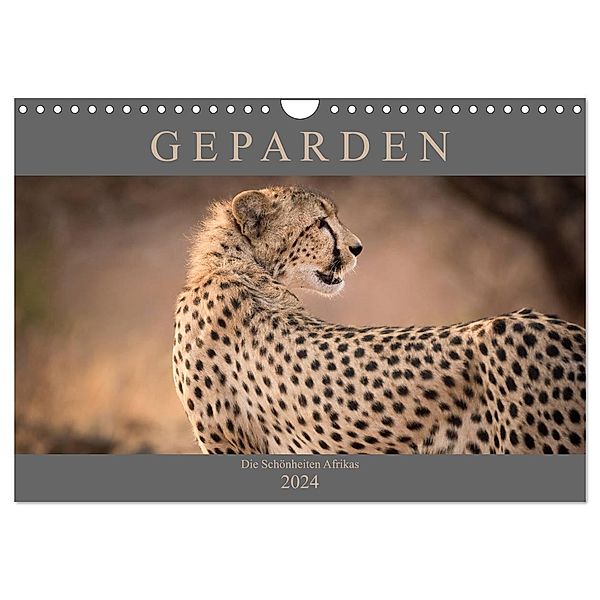 Geparden - Die Schönheiten Afrikas (Wandkalender 2024 DIN A4 quer), CALVENDO Monatskalender, Markus Pavlowsky
