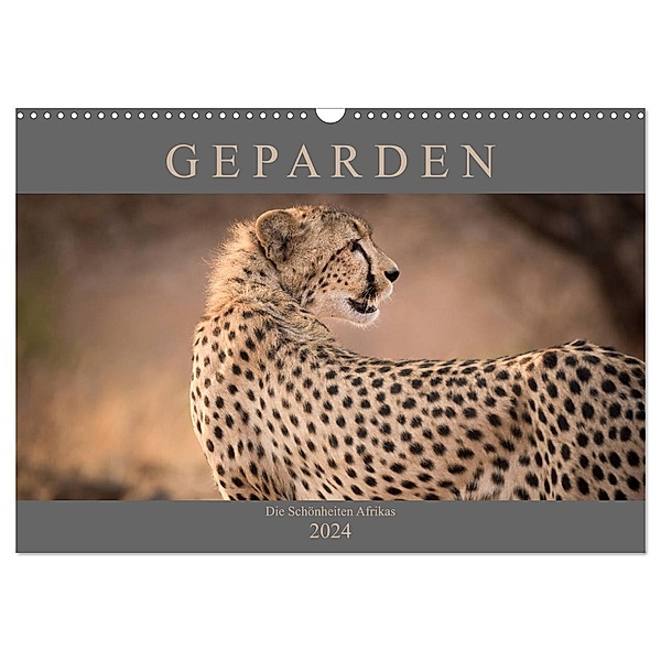 Geparden - Die Schönheiten Afrikas (Wandkalender 2024 DIN A3 quer), CALVENDO Monatskalender, Markus Pavlowsky