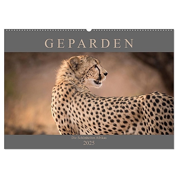 Geparden - Die Schönheiten Afrikas (Wandkalender 2025 DIN A2 quer), CALVENDO Monatskalender, Calvendo, Markus Pavlowsky