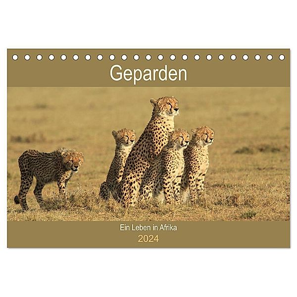 Geparden - Ein Leben in Afrika (Tischkalender 2024 DIN A5 quer), CALVENDO Monatskalender, Michael Herzog
