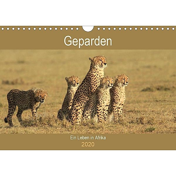 Geparden - Ein Leben in Afrika (Wandkalender 2020 DIN A4 quer), Michael Herzog