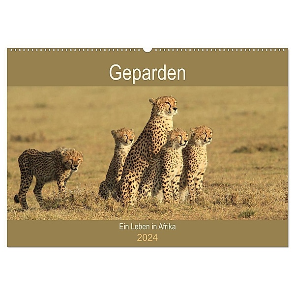 Geparden - Ein Leben in Afrika (Wandkalender 2024 DIN A2 quer), CALVENDO Monatskalender, Michael Herzog