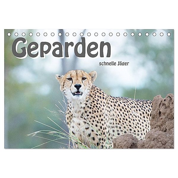 Geparden - schnelle Jäger (Tischkalender 2024 DIN A5 quer), CALVENDO Monatskalender, Robert Styppa