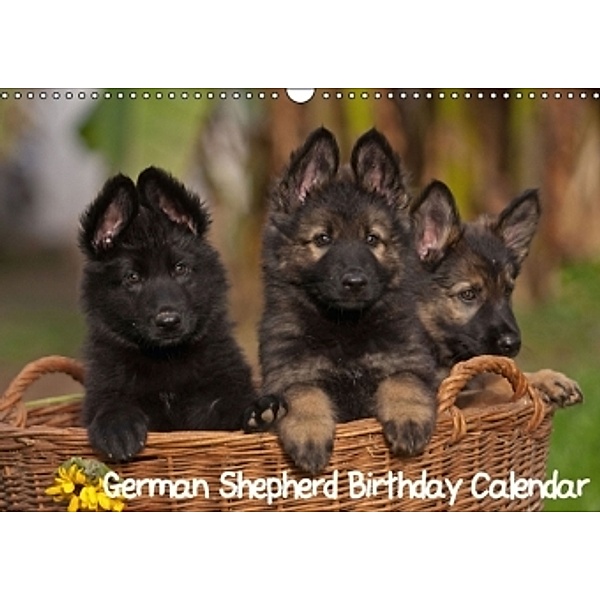 German Shepherd / Birthday Calendar (Wall Calendar perpetual DIN A3 Landscape), Tina Mauersberger