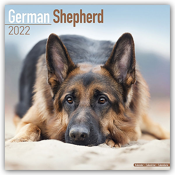 German Shepherd - Deutsche Schäferhunde 2022 - 16-Monatskalender, Avonside Publishing Ltd
