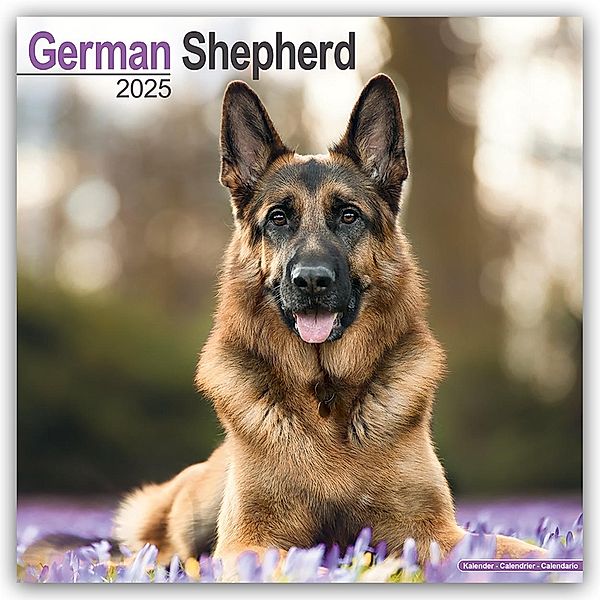 German Shepherd - Deutsche Schäferhunde 2025 - 16-Monatskalender, Avonside Publishing Ltd