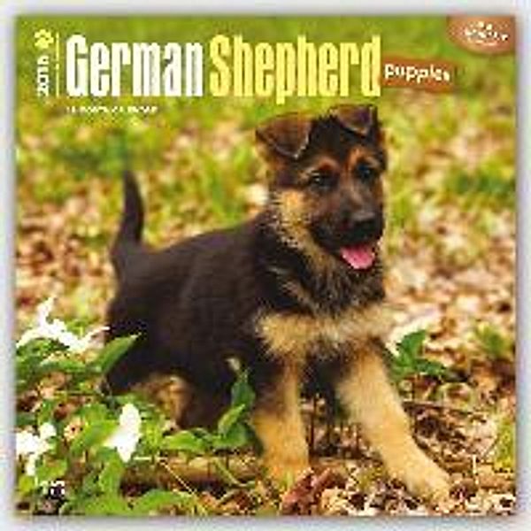 German Shepherd Puppies 2016