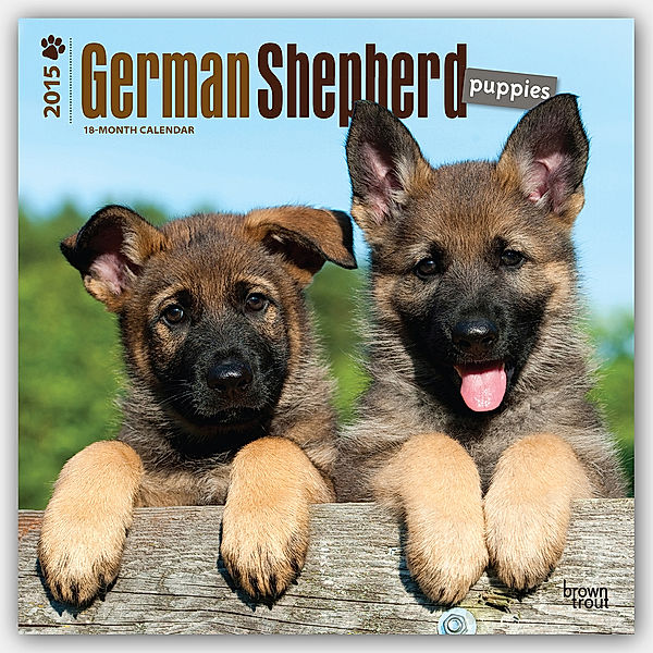 German Shepherd Puppies, Broschürenkalender 2015