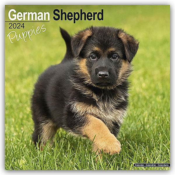 German Shepherd Puppies - Deutsche Schäferhund Welpen 2024 - 16-Monatskalender, Avonside Publishing Ltd