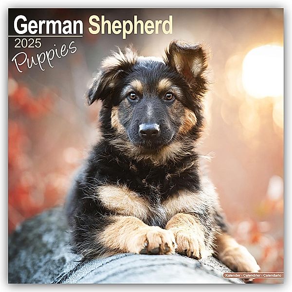 German Shepherd Puppies - Deutsche Schäferhund Welpen 2025 - 16-Monatskalender, Avonside Publishing Ltd