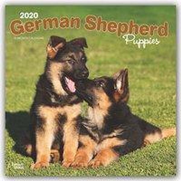 German Shepherd Puppies - Deutsche Schäferhunde - Welpen 2020, BrownTrout Publisher