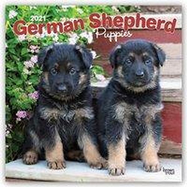 German Shepherd Puppies - Deutsche Schäferhunde - Welpen 2021 - 16-Monatskalender mit freier DogDays-App, BrownTrout Publisher
