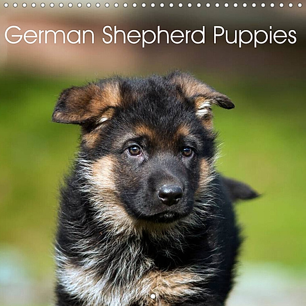 German Shepherd Puppies (Wall Calendar 2023 300 × 300 mm Square), Petra Schiller