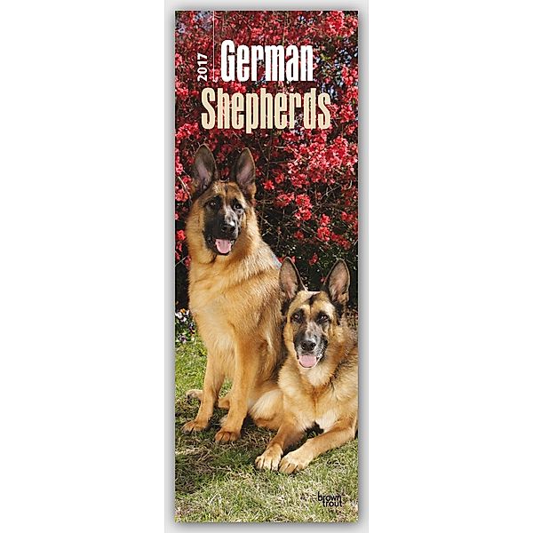German Shepherds 2017