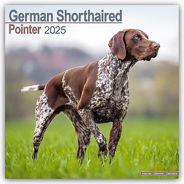 German Shorthaired Pointer - Deutsch Kurzhaar 2025 - 16-Monatskalender, Avonside Publishing Ltd