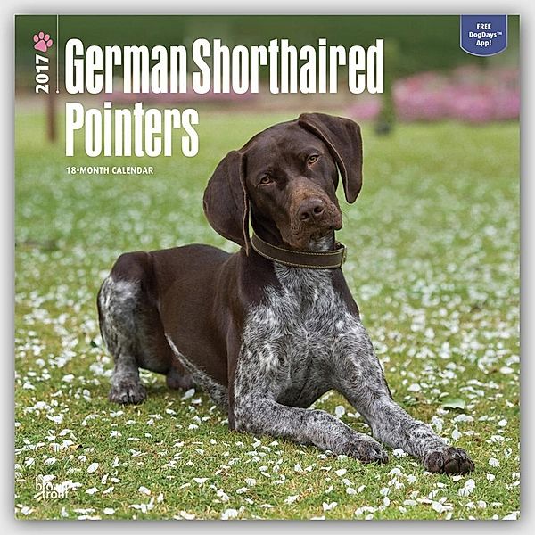 German Shorthaired Pointers 2017