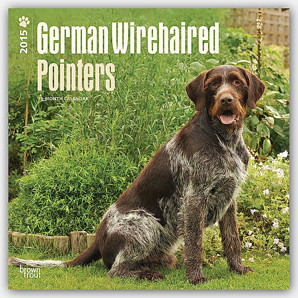 German Wirehaired Pointers 2015
