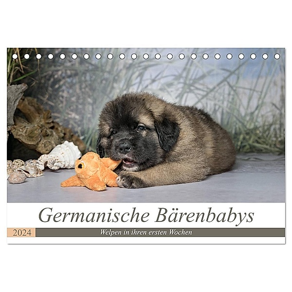 Germanische Bärenbabys (Tischkalender 2024 DIN A5 quer), CALVENDO Monatskalender, Sonja Teßen