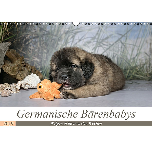 Germanische Bärenbabys (Wandkalender 2019 DIN A3 quer), Sonja Teßen