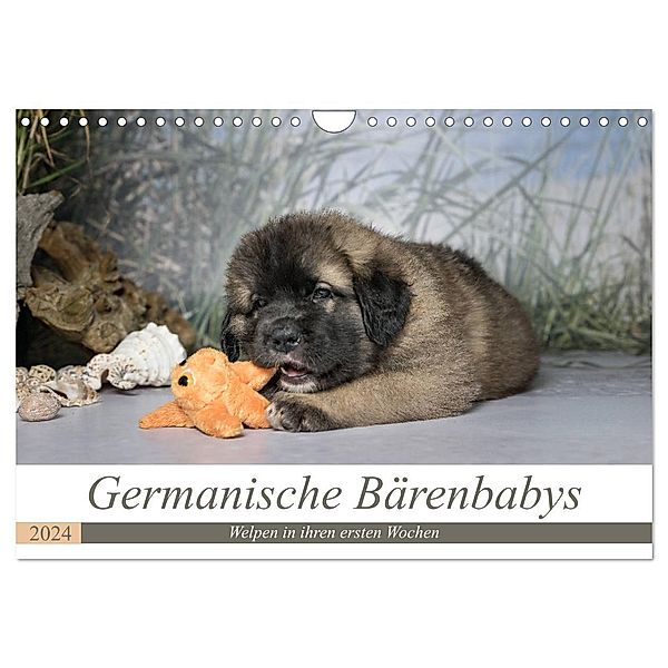 Germanische Bärenbabys (Wandkalender 2024 DIN A4 quer), CALVENDO Monatskalender, Sonja Tessen