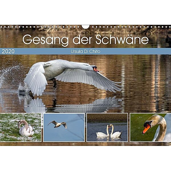 Gesang der Schwäne (Wandkalender 2020 DIN A3 quer), Ursula Di Chito